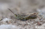 Lesser Field Grasshopper (Chorthippus mollis)