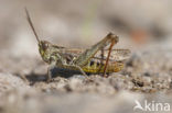 Lesser Field Grasshopper (Chorthippus mollis)