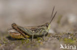 Lesser Field Grasshopper (Chorthippus mollis)