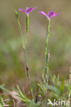 Maiden Pink (Dianthus deltoides)