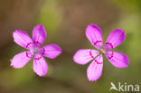 Maiden Pink (Dianthus deltoides)