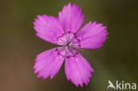 Maiden Pink (Dianthus deltoides)