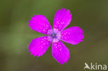 Maiden Pink (Dianthus deltoides)