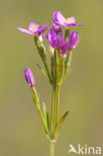 Seaside Centaury (Centaurium littorale)