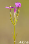 Seaside Centaury (Centaurium littorale)