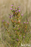 Strandduizendguldenkruid (Centaurium littorale)