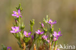 Strandduizendguldenkruid (Centaurium littorale)