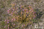 Seaside Centaury (Centaurium littorale)