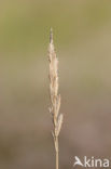 Sea Couch-grass (Elytrigia atherica)
