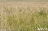 Sea Couch-grass (Elytrigia atherica)