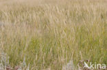 Sea Couch-grass (Elytrigia atherica)