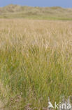 Sea Couch-grass (Elytrigia atherica)