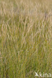 Sea Couch-grass (Elytrigia atherica)