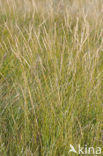 Sea Couch-grass (Elytrigia atherica)