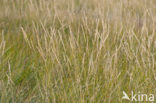 Sea Couch-grass (Elytrigia atherica)