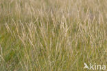 Sea Couch-grass (Elytrigia atherica)