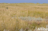 Sea Couch-grass (Elytrigia atherica)
