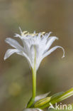 sea-daffodil (Pancratium maritimum)