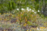 sea-daffodil (Pancratium maritimum)