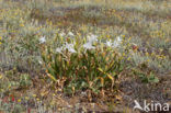 sea-daffodil (Pancratium maritimum)