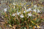 sea-daffodil (Pancratium maritimum)