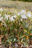 Strandnarcis (Pancratium maritimum)