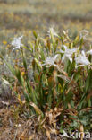 Strandnarcis (Pancratium maritimum)