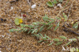 Strandvarkensgras (Polygonum maritimum)