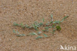 Strandvarkensgras (Polygonum maritimum)