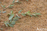 Strandvarkensgras (Polygonum maritimum)