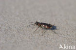 Dune tiger beetle (Cicindela maritima)