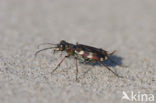 Dune tiger beetle (Cicindela maritima)