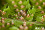 Tandloze korfslak (Columella edentula) 