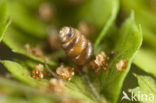 Toothless Chrysalis Snail (Columella edentula)