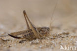 Tuberous Bush-cricket (Platycleis affinis)