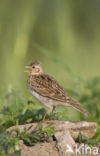 Sky Lark (Alauda arvensis)