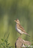 Veldleeuwerik (Alauda arvensis) 