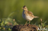 Veldleeuwerik (Alauda arvensis) 