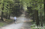 Veluwe