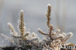 Veluwe