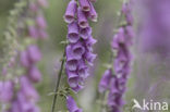 Vingerhoedskruid (Digitalis grandiflora)