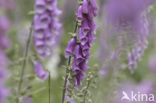 Vingerhoedskruid (Digitalis grandiflora)