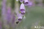 Vingerhoedskruid (Digitalis grandiflora)