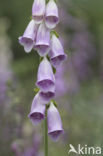 Vingerhoedskruid (Digitalis grandiflora)