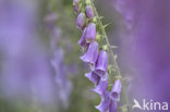 Vingerhoedskruid (Digitalis grandiflora)