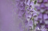 Vingerhoedskruid (Digitalis grandiflora)