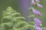 Vingerhoedskruid (Digitalis grandiflora)