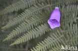 Vingerhoedskruid (Digitalis grandiflora)