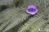 Vingerhoedskruid (Digitalis grandiflora)