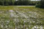 Vlozegge (Carex pulicaris) 